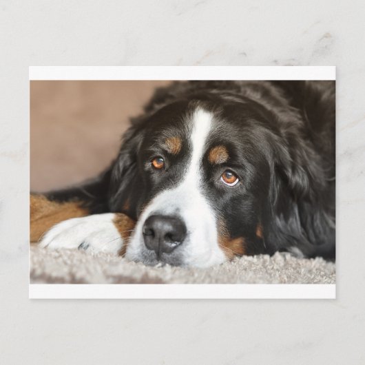 bernese berghond briefkaart (Voorkant)