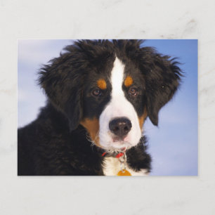 Bernese Berghond - Cute Puppy Foto Briefkaart