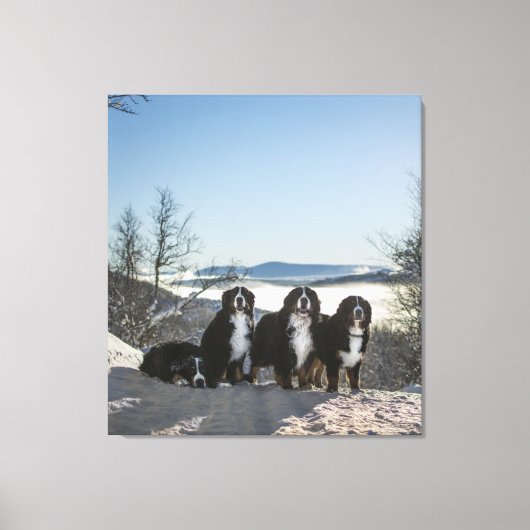 Bernese Berghond Groep Canvas Afdruk (Voorkant)
