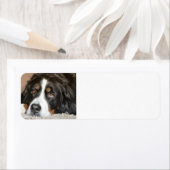 bernese berghond leggen etiket (Insitu)