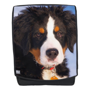 Bernese Berghond Rugtassen