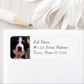 Bernese Étiquette de adresse de race de chien de m (En situation)