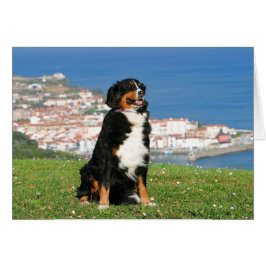 Bernese hond die op het strand poogt