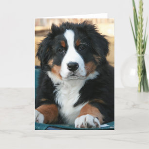 bernese hond puppy bedankkaart