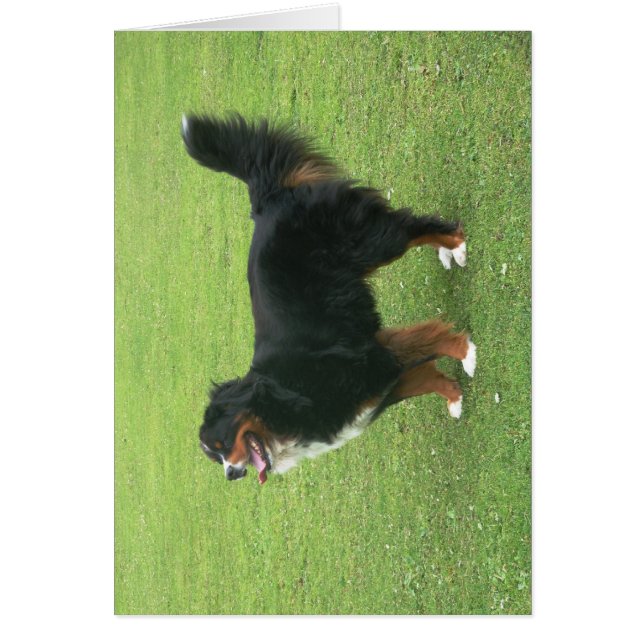 Bernese Mountain Dog (Voorkant)