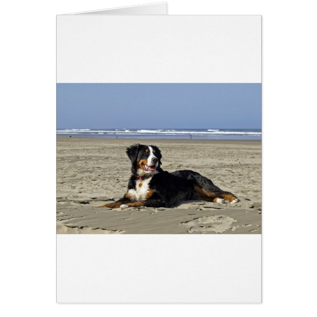 Bernese Mountain Dog (Voorkant)