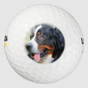 bernese-mountain-dog-10 golfballen