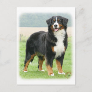 Bernese Mountain Dog 9Y066D-133 Briefkaart