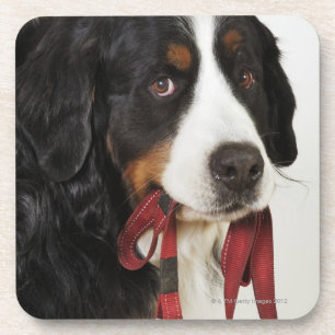 Bernese Mountain Dog (Berner Sennenhund) met Drankjes Onderzetter