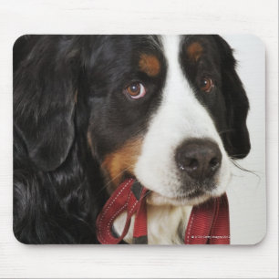 Bernese Mountain Dog (Berner Sennenhund) met Muismat