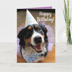 Bernese Mountain Dog Birthday Kaart