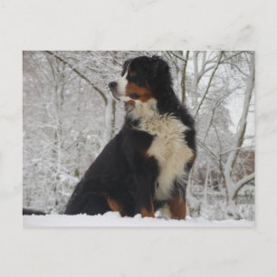 Bernese Mountain Dog Briefkaart
