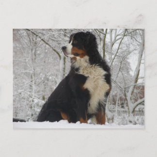 Bernese Mountain Dog Briefkaart
