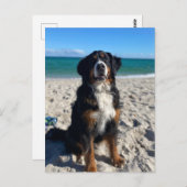 Bernese Mountain Dog  Briefkaart (Voorkant / Achterkant)