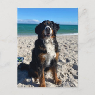 Bernese Mountain Dog Briefkaart