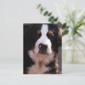 Bernese Mountain Dog Briefkaart (Staand voorkant)