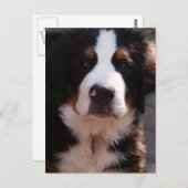 Bernese Mountain Dog Briefkaart (Voorkant / Achterkant)