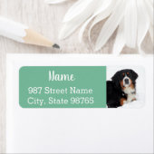 Bernese Mountain Dog Etiket (Insitu)