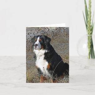 Bernese Mountain Dog Hallo Kaart