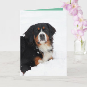  Bernese Mountain Dog Kaart