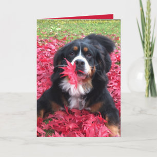  Bernese Mountain Dog Kaart