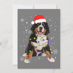 Bernese Mountain Dog licht kerstmis op Kaart