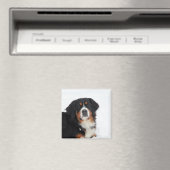  Bernese Mountain Dog Magneet (Insitu (Vaatwasser))