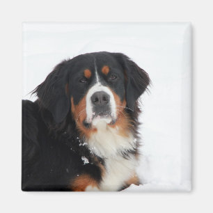 Bernese Mountain Dog Magneet