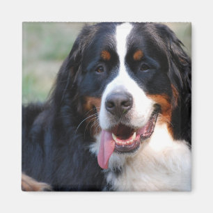 Bernese Mountain Dog met Big Tongue Magnet Magneet