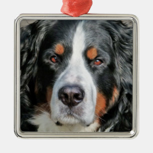 Bernese Mountain Dog Photo Afbeelding Metalen Ornament