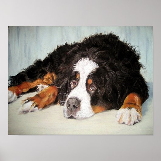 Bernese Mountain Dog Portrait Poster Print (Voorkant)