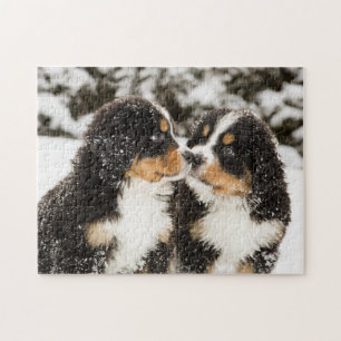 Bernese Mountain Dog Puppies die elkaar snappen Legpuzzel