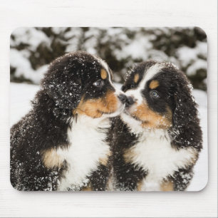 Bernese Mountain Dog Puppies die elkaar snuiffelen Muismat