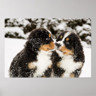 Bernese Mountain Dog Puppies die elkaar snuiffelen Poster