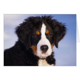 Bernese Mountain Dog Puppy