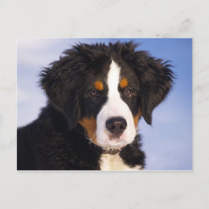 Bernese Mountain Dog Puppy Briefkaart