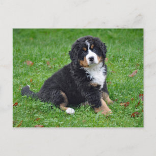 Bernese Mountain Dog Puppy Photo Briefkaart