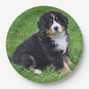 Bernese Mountain Dog Puppy Photo Papieren Bordje