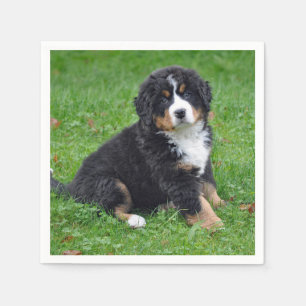 Bernese Mountain Dog Puppy Photo Servet