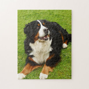 Bernese Mountain dog Puzzle Legpuzzel