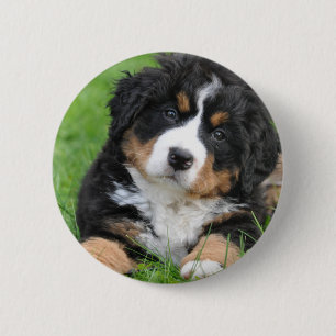 Bernese Mountain Dog Ronde Button 5,7 Cm