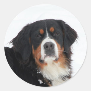  Bernese Mountain Dog Ronde Sticker