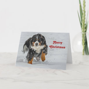 Bernese Mountain Dog Sneeuwfoto met Kerstmis Feestdagen Kaart