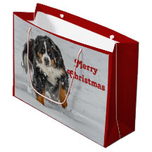 Bernese Mountain Dog Sneeuwfoto met Kerstmis