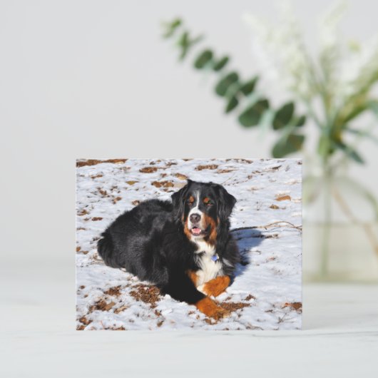 Bernese Mountain Dog speelt in de sneeuw Briefkaart (Staand voorkant)