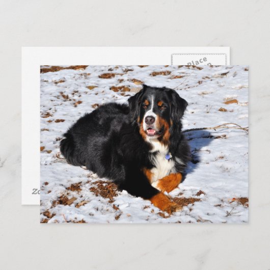 Bernese Mountain Dog speelt in de sneeuw Briefkaart (Voorkant / Achterkant)