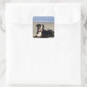 Bernese Mountain Dog Vierkante Sticker (Tas)