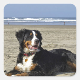 Bernese Mountain Dog Vierkante Sticker