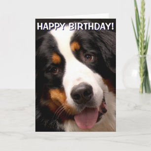 Bernese Mountain Dog-wenskaart Kaart
