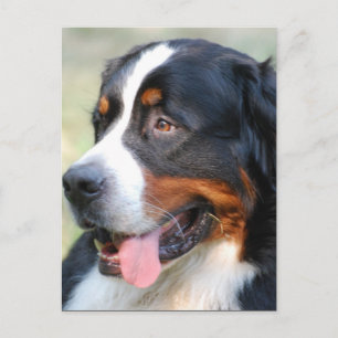 Bernese Mountain Puppy Briefkaart